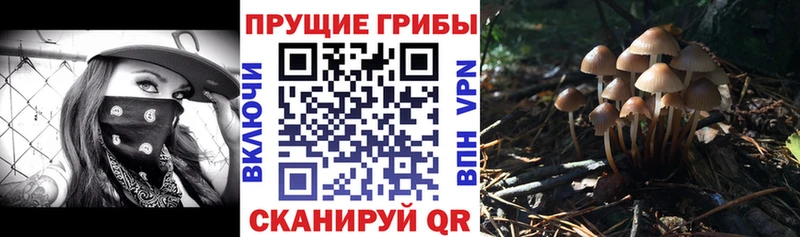 Галлюциногенные грибы Psilocybine cubensis  хочу   Димитровград 
